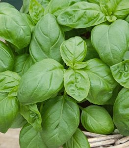 mosquito-repellent basil