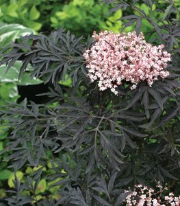 Black Lace® elderberry