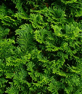 'Nana Gracilis' Dwarf Hinoki Cypress