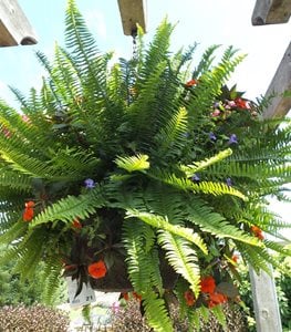 KIMBERLEY QUEEN AUSTRALIAN FERN
