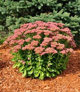 Autumn Joy sedum