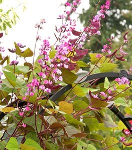 HYACINTH BEAN