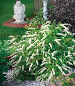 LITTLE HENRY® SWEETSPIRE