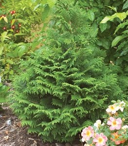 Soft Serve® false cypress