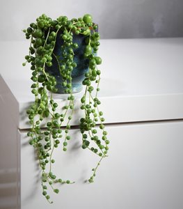 String of Pearls plant