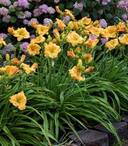 daylily