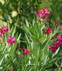 Austin Pretty Limits® oleander.