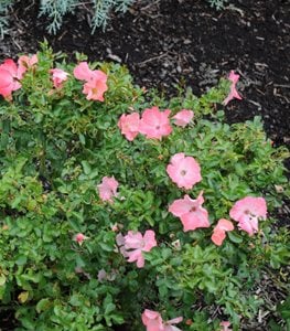 FLOWER CARPET® SHRUB ROSE