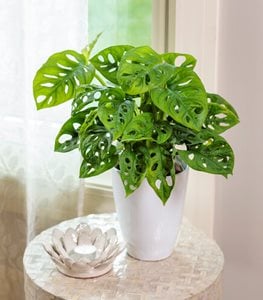 Mysteria™ Adansonii™ Swiss Cheese Vine