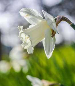 Mount Hood daffodil