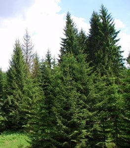 NORWAY SPRUCE