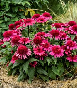 30 Types of Pink Flowers for Your Garden | Garden Design