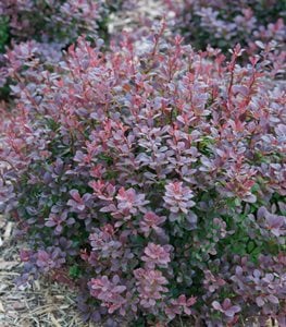 Sunjoy Todo® Barberry