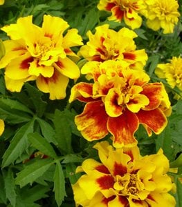 MARIGOLD