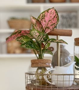 Igneous™ Ruby Crab™ Chinese Evergreen