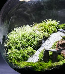 Moss in terrarium
