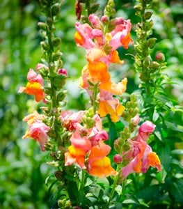 SNAPDRAGON