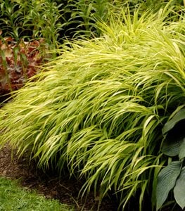 'All Gold' Japanese forest grass. Photo by: Proven Winners