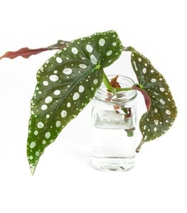 Begonia maculata in water