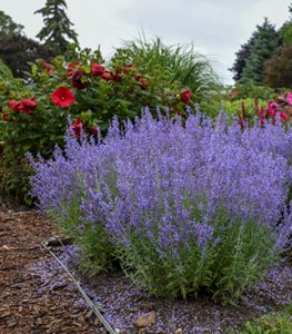 Russian sage