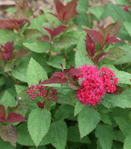 spirea