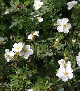 potentilla