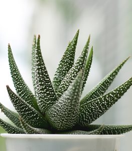 Zebra haworthia