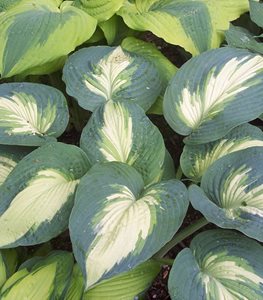 hosta