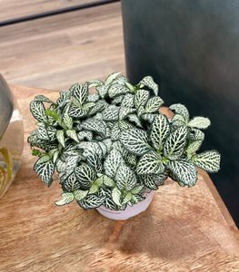 Network News™ World Views™ nerve plant