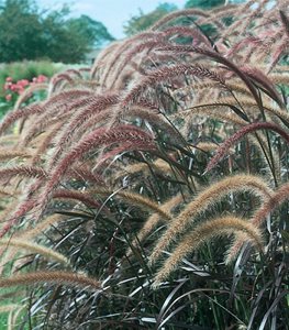 fountain grass