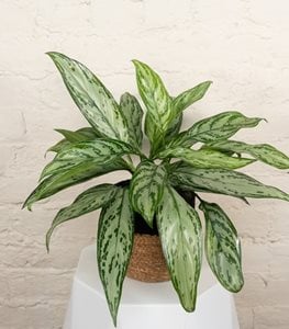 Igneous Timeless Tides Chinese Evergreen