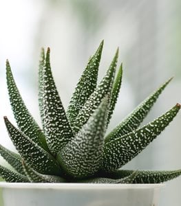 HAWORTHIA