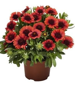 SpinTop Red Blanket Flower