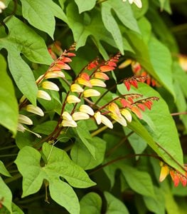 FIRECRACKER VINE