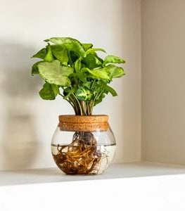 Falling Arrows® Glacier Reign™ Arrowhead Vine