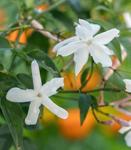 Common jasmine