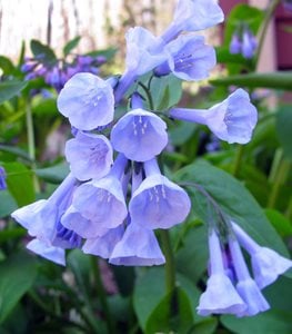 Virginia Bluebells, Mertensia Virginica, Bluebell FlowersShutterstock.comNew York, NY