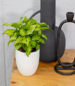 Falling Arrows® Ruby Reign™ arrowhead vine