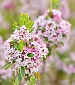 ‘CAROL MACKIE’ DAPHNE