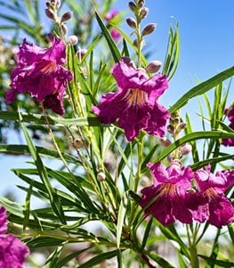 Desert Willow