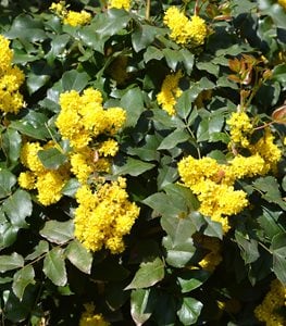 Mahonia - Oregon grape