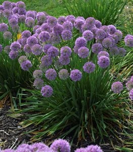 Allium 'Millenium'