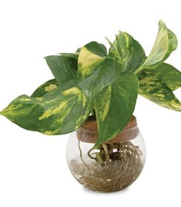 Beautifall® Summer Nights™ pothos