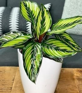 Color Full® Beauty Star pinstripe calathea