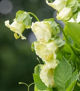 CUP & SAUCER VINE