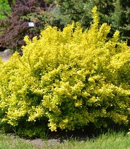 JAPANESE BARBERRY