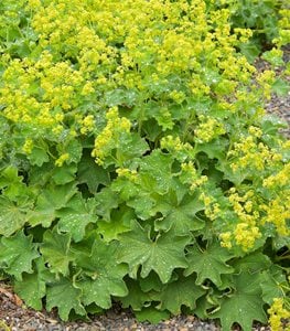 Lady's Mantle