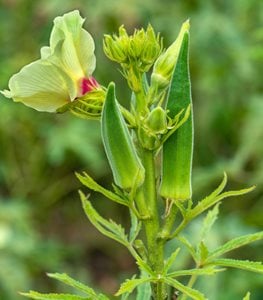 OKRA