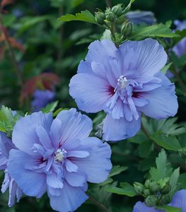 Blue Chiffon® Rose of Sharon