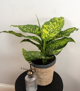 Catamount Ocelot Dieffenbachia